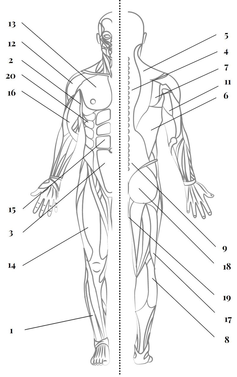 Full body muscle diagram, front and back view